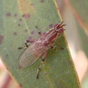 Tapeigaster nigricornis at Murrumbateman, NSW - 4 Nov 2022
