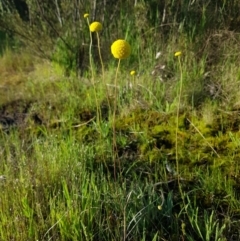 Craspedia variabilis (Common Billy Buttons) at Chisholm, ACT - 4 Nov 2022 by roman_soroka