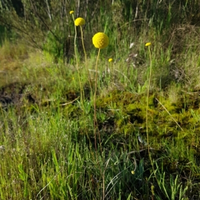 Craspedia variabilis (Common Billy Buttons) at Chisholm, ACT - 4 Nov 2022 by RomanSoroka