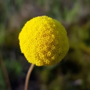 Craspedia variabilis at Chisholm, ACT - suppressed