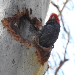 Callocephalon fimbriatum (Gang-gang Cockatoo) at Acton, ACT - 3 Nov 2022 by HelenCross