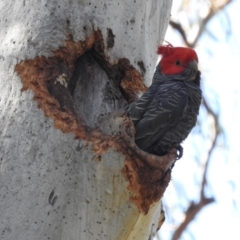 Callocephalon fimbriatum at Acton, ACT - suppressed