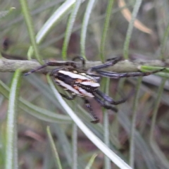 Plebs bradleyi (Enamelled spider) at Kambah, ACT - 4 Nov 2022 by HelenCross