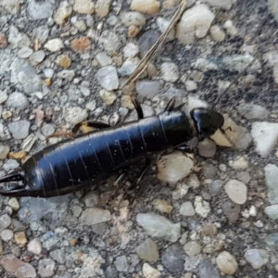 Anisolabididae (family) (Unidentified wingless earwig) at Chisholm, ACT - 4 Nov 2022 by RomanSoroka