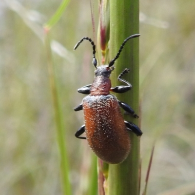 Ecnolagria grandis (Honeybrown beetle) at Acton, ACT - 3 Nov 2022 by HelenCross