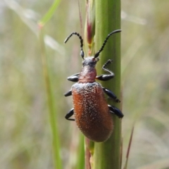 Ecnolagria grandis (Honeybrown beetle) at Acton, ACT - 2 Nov 2022 by HelenCross