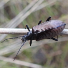 Homotrysis cisteloides (Darkling beetle) at GG173 - 2 Nov 2022 by HelenCross