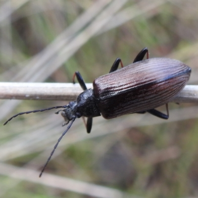 Homotrysis cisteloides (Darkling beetle) at Acton, ACT - 3 Nov 2022 by HelenCross