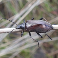 Homotrysis cisteloides at Acton, ACT - 3 Nov 2022