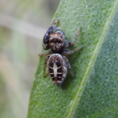 Opisthoncus sexmaculatus (Six-marked jumping spider) at Acton, ACT - 3 Nov 2022 by HelenCross