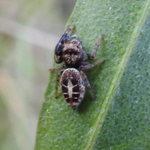 Opisthoncus sexmaculatus at Acton, ACT - 3 Nov 2022