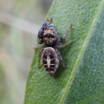 Opisthoncus sexmaculatus (Six-marked jumping spider) at Black Mountain - 2 Nov 2022 by HelenCross