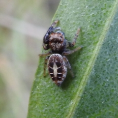Opisthoncus sexmaculatus (Six-marked jumping spider) at Acton, ACT - 2 Nov 2022 by HelenCross