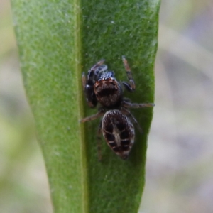 Opisthoncus sexmaculatus at Acton, ACT - 3 Nov 2022