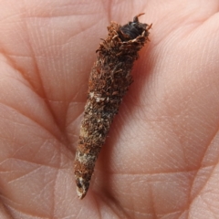 Lepidoscia (genus) IMMATURE (Unidentified Cone Case Moth larva, pupa, or case) at Acton, ACT - 2 Nov 2022 by HelenCross