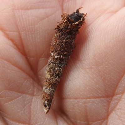 Lepidoscia (genus) IMMATURE (Unidentified Cone Case Moth larva, pupa, or case) at GG10 - 2 Nov 2022 by HelenCross