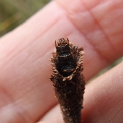 Conoeca or Lepidoscia (genera) IMMATURE at Acton, ACT - 3 Nov 2022