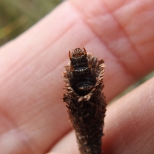 Conoeca or Lepidoscia (genera) IMMATURE at Acton, ACT - 3 Nov 2022