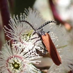 Porrostoma rhipidium (Long-nosed Lycid (Net-winged) beetle) at Murrumbateman, NSW - 4 Nov 2022 by SimoneC