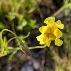 Goodenia pinnatifida (Scrambled Eggs) at Lions Youth Haven - Westwood Farm A.C.T. - 3 Nov 2022 by HelenCross