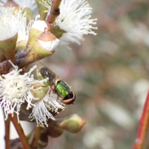 Odontomyia decipiens at Murrumbateman, NSW - 4 Nov 2022