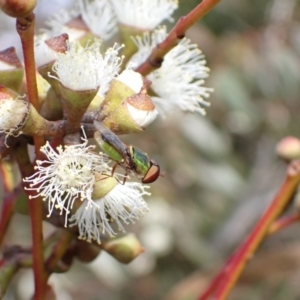 Odontomyia decipiens at Murrumbateman, NSW - 4 Nov 2022