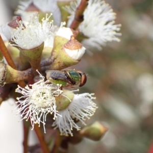 Odontomyia decipiens at Murrumbateman, NSW - 4 Nov 2022