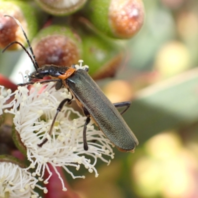 Chauliognathus lugubris (Plague Soldier Beetle) at Murrumbateman, NSW - 4 Nov 2022 by SimoneC