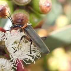 Chauliognathus lugubris (Plague Soldier Beetle) at Murrumbateman, NSW - 4 Nov 2022 by SimoneC