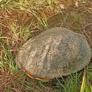 Chelodina longicollis at Dunlop, ACT - 4 Nov 2022