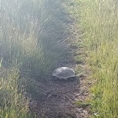 Chelodina longicollis at Dunlop, ACT - 4 Nov 2022