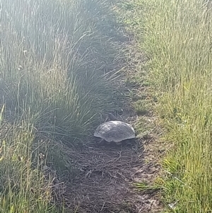 Chelodina longicollis at Dunlop, ACT - 4 Nov 2022