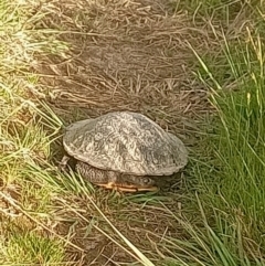 Chelodina longicollis at Dunlop, ACT - 4 Nov 2022