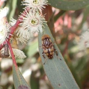 Eristalinus sp. (genus) at Murrumbateman, NSW - 4 Nov 2022