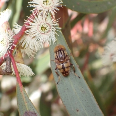 Eristalinus sp. (genus) (A Hover Fly) at Murrumbateman, NSW - 4 Nov 2022 by SimoneC