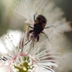 Remaudiereana inornata at Murrumbateman, NSW - 4 Nov 2022