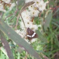 Nyctemera amicus (Senecio or Magpie moth) at Murrumbateman, NSW - 4 Nov 2022 by SimoneC
