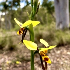 Diuris sulphurea (Tiger Orchid) at Urila, NSW - 4 Nov 2022 by JessBelle