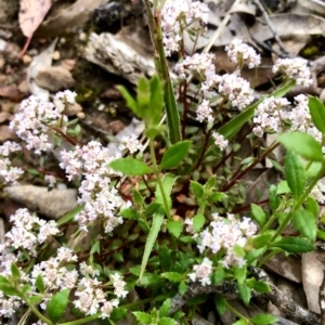 Poranthera microphylla at Tinderry, NSW - 4 Nov 2022