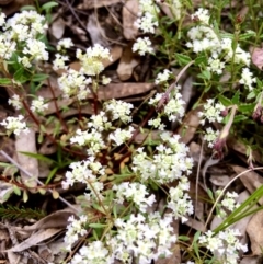 Poranthera microphylla at Tinderry, NSW - 4 Nov 2022