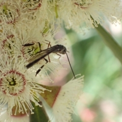 Gasteruption sp. (genus) at Murrumbateman, NSW - 4 Nov 2022