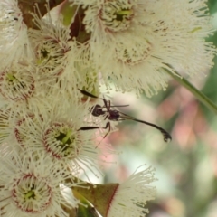 Gasteruption sp. (genus) at Murrumbateman, NSW - 4 Nov 2022