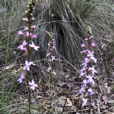 Stylidium (genus) (Trigger Plant) at Burra, NSW - 4 Nov 2022 by JessBelle