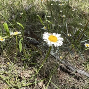 Brachyscome diversifolia var. diversifolia at Watson, ACT - 3 Nov 2022