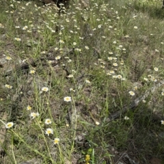 Brachyscome diversifolia var. diversifolia at Watson, ACT - 3 Nov 2022 01:03 PM