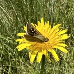 Trapezites luteus (Yellow Ochre, Rare White-spot Skipper) at Ainslie, ACT - 4 Nov 2022 by Pirom