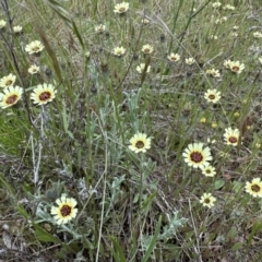 Tolpis barbata (Yellow Hawkweed) at Mount Majura - 30 Oct 2022 by Pirom