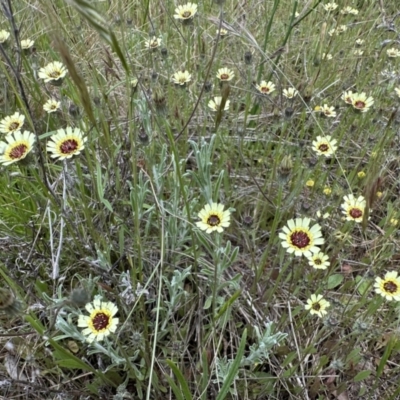 Tolpis barbata (Yellow Hawkweed) at Hackett, ACT - 30 Oct 2022 by Pirom