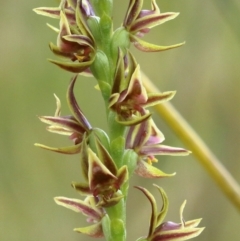 Prasophyllum appendiculatum (Tailed Leek Orchid) at Glenquarry, NSW - 4 Nov 2022 by Snowflake