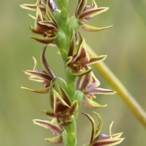 Prasophyllum appendiculatum (Tailed Leek Orchid) at suppressed by Snowflake